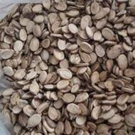 تخمه هندوانه