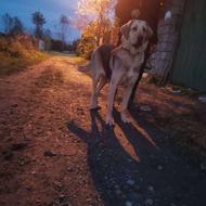 ماده پژدر اصیل