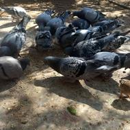 کبوتر پلاکی