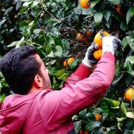 5 نفر کارگر پرتقال چینی میخوام