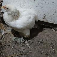 فروش مرغ ویروس برهما رومانی اصل