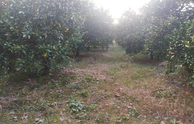 فروش یک عدد باغ به مساحت 600 متر