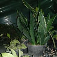 گل اپارتمانی قلاف 35