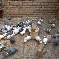 کبوتر پرشی و پلاکی