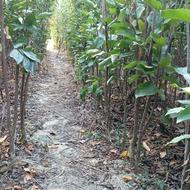 نهال خرمالو انجیر گوجه سبز انار