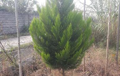 فروش باغ مرکبات 500 متر با 500 متر بر