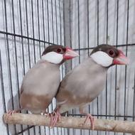 فنچ نرگسی شگلاتی نر چشم قرمز