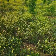 فروش زمین تجاری مسکونی نوشهر (شهر پول)100متر