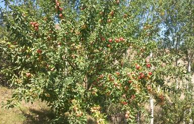 باغ 8ساعت آب داری