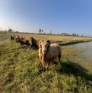 یک راس نر تخمی داشتی خوراک خورده بره دهی عالی 85کیلو 28500 ق