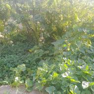 نهال زرشک ونهال عناب