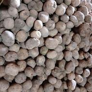 سیب زمینی دامی