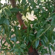 باغ بادام 1800 متری