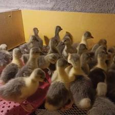 جوجه کشی به صورت شراکتی