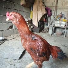 سلام خروس لاری اصیل افغان 4ملیون