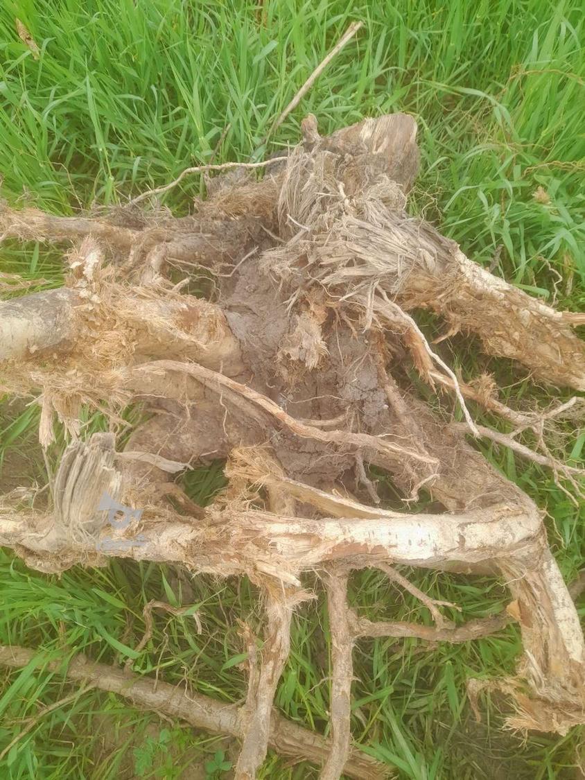 خرید ضایعات چوب