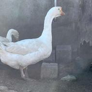 قوغاز سفید لیندا