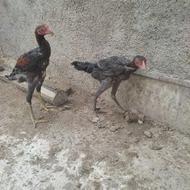 4عدد نیمچه خروس محلی و لاری