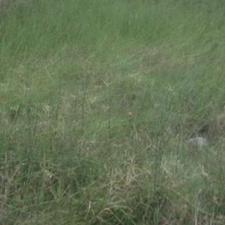 فروش زمین مسکونی 260 متر در چالوس فرج آباد