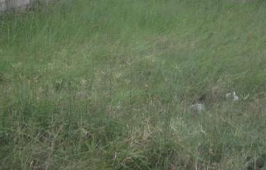 فروش زمین مسکونی 260 متر در چالوس فرج آباد