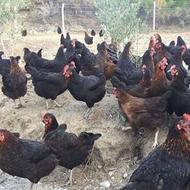 مرغ وخروس سفید وسیاه جهت ذبح