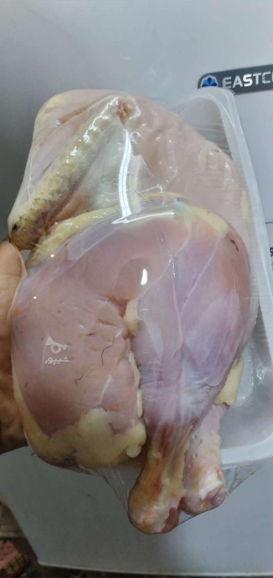 گوشت کبوتر ،بلدرچین ،خروس، گنجشک، کبک