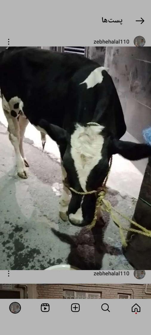 قصاب سیارذبح حلال دامهای سبک وسنگین گوساله وگوسفند درمحل هشت