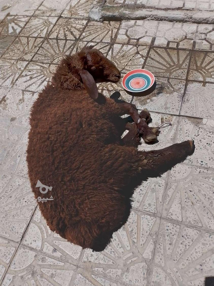 قصاب سیارذبح حلال دامهای سبک وسنگین گوساله وگوسفند درمحل هشت