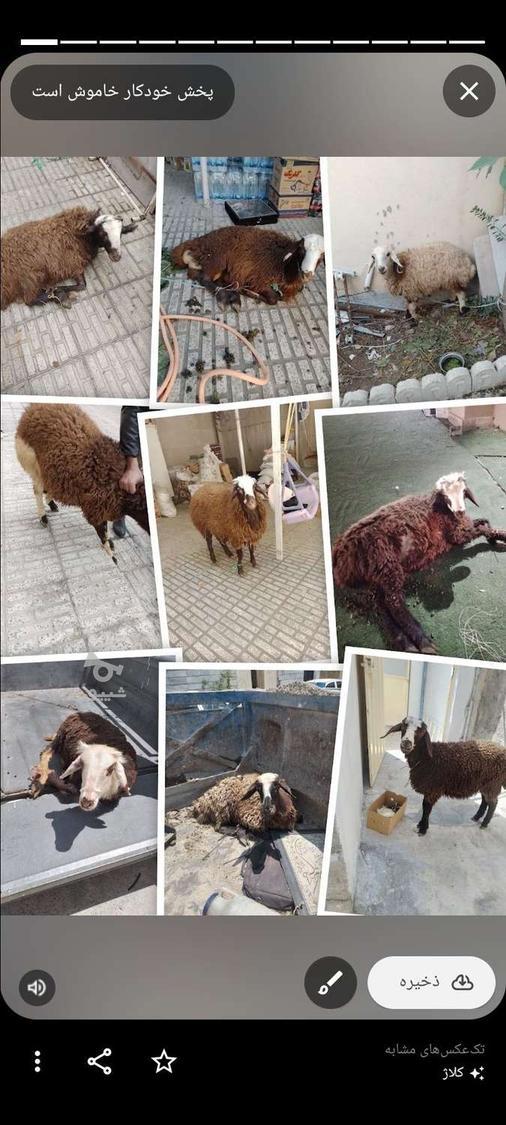 قصاب سیارذبح حلال دامهای سبک وسنگین گوساله وگوسفند درمحل هشت