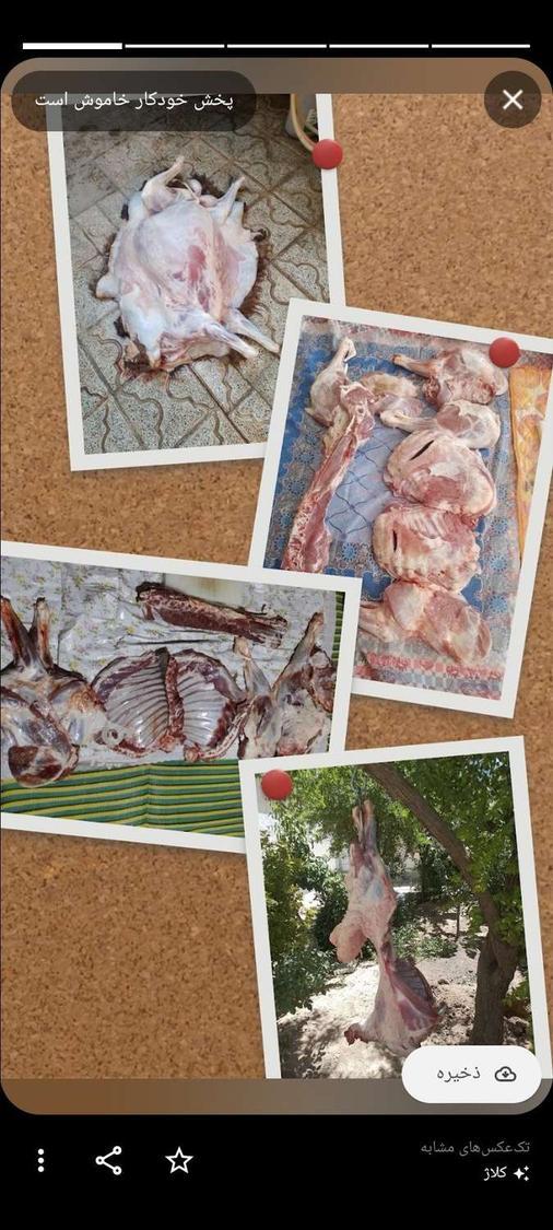 قصاب سیارذبح حلال دامهای سبک وسنگین گوساله وگوسفند درمحل هشت