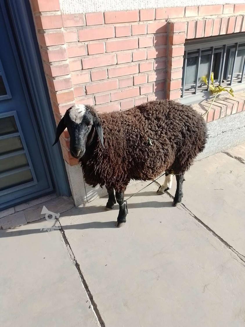 قصاب سیارذبح حلال دامهای سبک وسنگین گوساله وگوسفند درمحل هشت