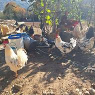 فروش 2عدد خروس گلین لری اصل