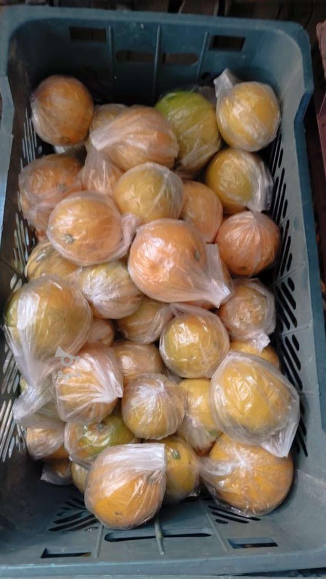 فروش پرتفال تامسون