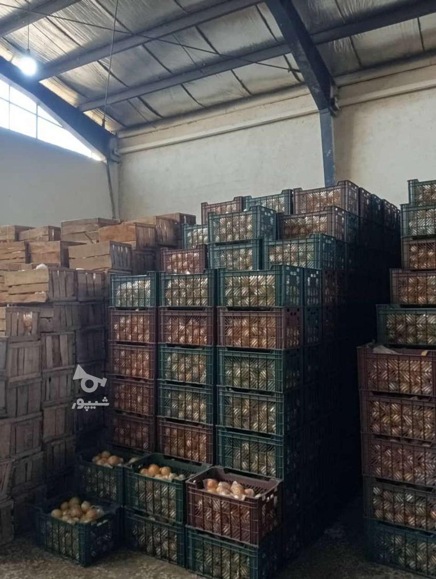 فروش پرتفال تامسون