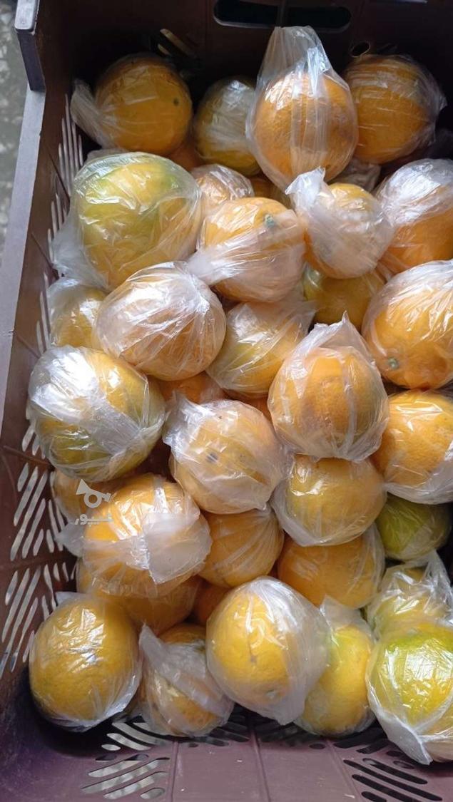 فروش پرتفال تامسون