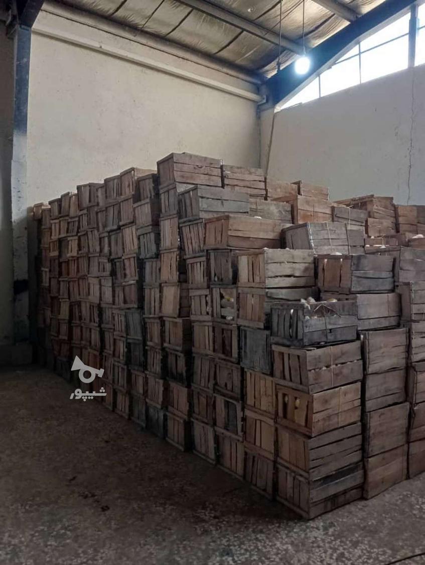 فروش پرتفال تامسون