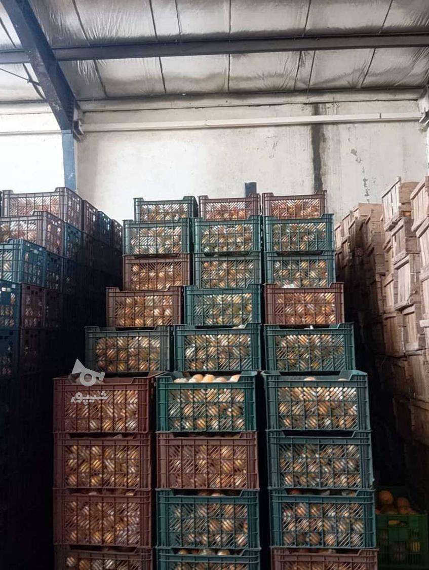 فروش پرتفال تامسون