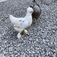 جوجه برهما دوماهه