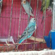 مرغ عشق های خوش رنگ