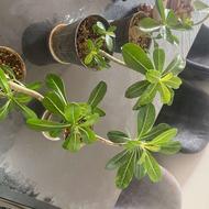 گل بنسای گل خاص