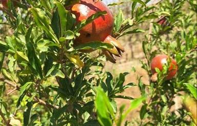 باغ700متری معاوضه