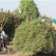 کاه خارشتر علوفه مرغوب ودرجه یک