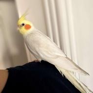 عروس هلندی لوتینو رام سخنگو