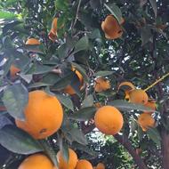 فروش 14500 باغ مرکبات پر محصول جاده گلما