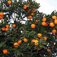 خانه ویلایی درب از حیاط جنوبی