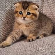 یک بچه گربه میخوام