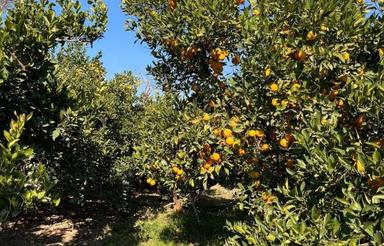 فروش باغ با کاربری مسکونی