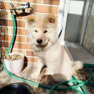 سگ چاو چاو واگذاری