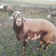 گوسفند نر تخمی افشار اصل