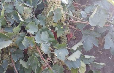 فروش باغ انگور